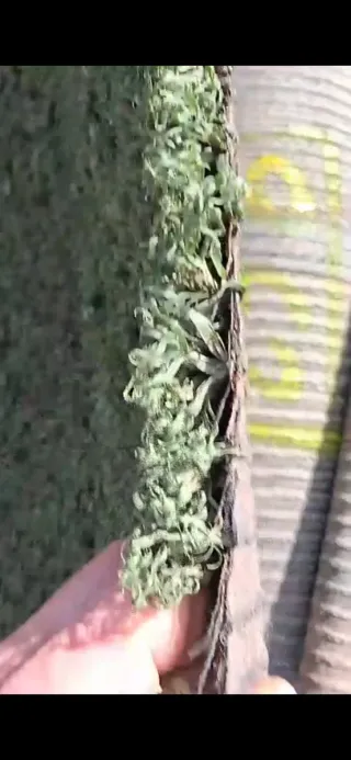 Césped artificial reciclado de campos de fútbol