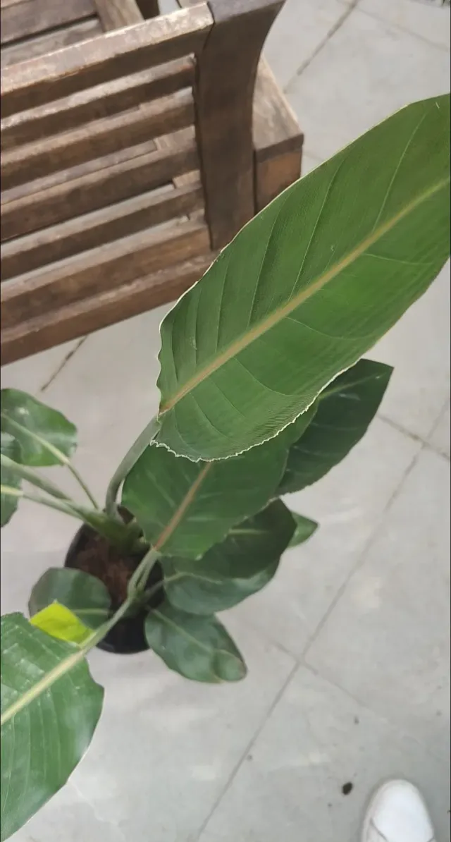 Ave del Paraíso (Strelitzia Regina)