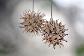 Tamron 90mm f/2.8 Macro 1:1 AF (para Pentax)