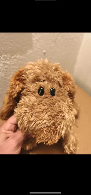 Perro caniche apricot