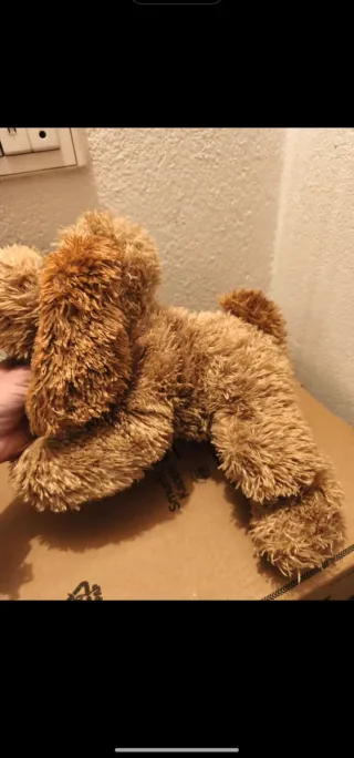 Perro caniche apricot