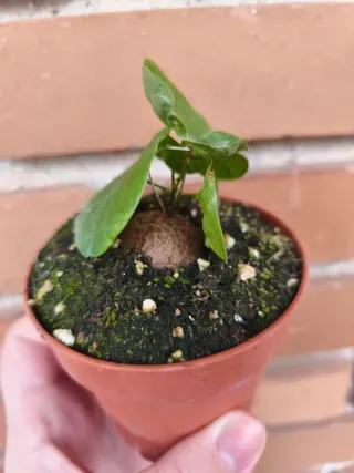 Dioscorea elephantipes bebe