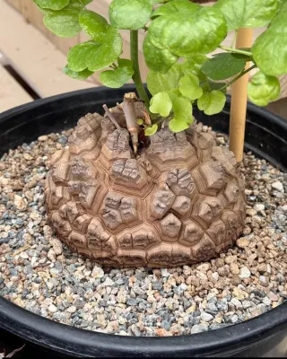 Dioscorea elephantipes bebe