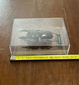 Riproduzione Dorcus Alcides da collezione