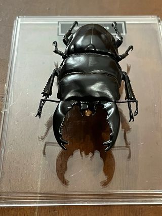 Riproduzione Dorcus Alcides da collezione