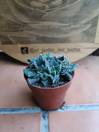 Faucuria tuberculosa