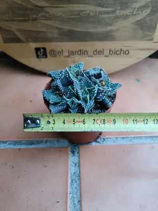 Faucuria tuberculosa