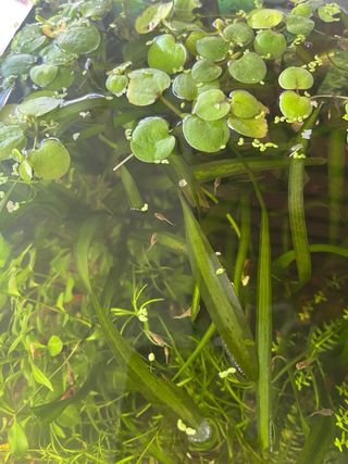 Plantas flotantes acuáticas