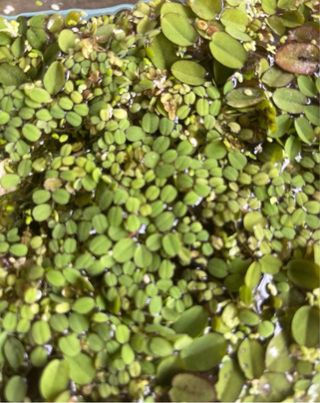 Plantas flotantes acuáticas