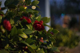 Obiettivo Helios 44M-4 58mm f/2 M42