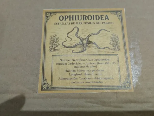 Fósil Estrella de Mar Ophiuroidea Paleozoico