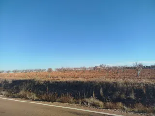 Terreno 1 hectárea con almendros