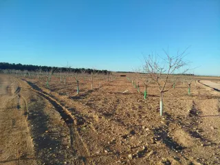 Terreno 1 hectárea con almendros