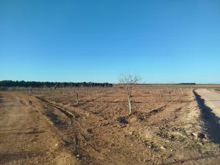 Terreno 1 hectárea con almendros