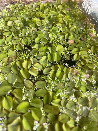 Helecho planta flotante acuática