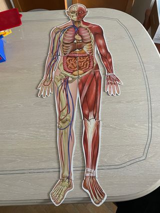 Puzzle Magnético Cuerpo Humano Learning Resources