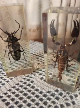 Colección insectos y escorpión en resina