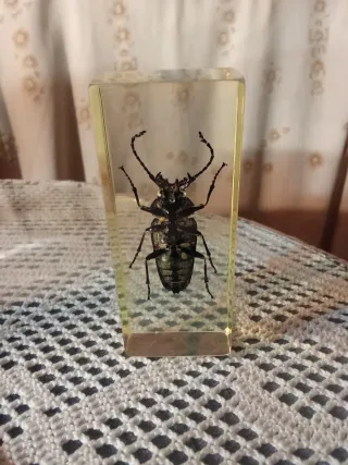 Colección insectos y escorpión en resina