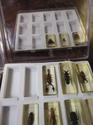 Colección insectos y escorpión en resina