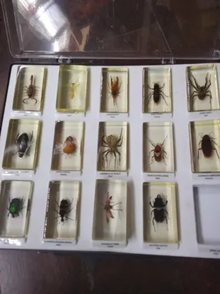 Colección insectos y escorpión en resina