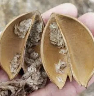 ▪Semillas Paulownia varias variedades.