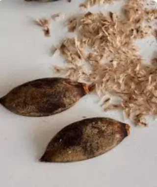 ▪Semillas Paulownia varias variedades.