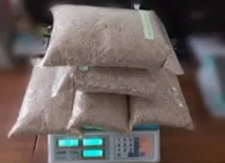 ▪Semillas Paulownia varias variedades.