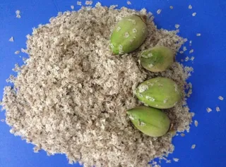 ▪Semillas Paulownia varias variedades.