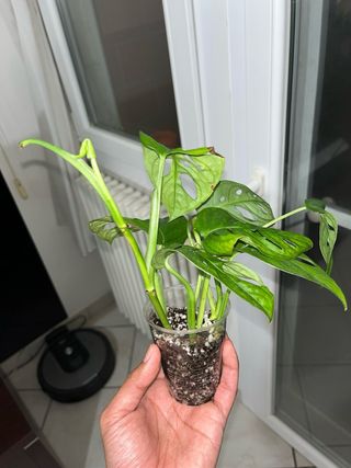 Monstera Adansonii