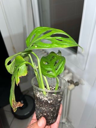 Monstera Adansonii