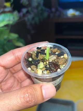 Alocasia Silver Dragon cormo