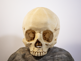 Crânio Tamanho Real, Gótico Halloween