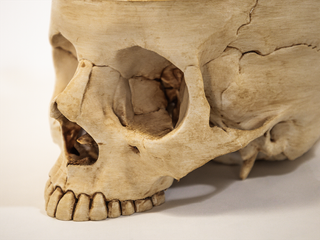 Crânio Tamanho Real, Gótico Halloween