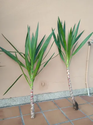 Palmera Yuca