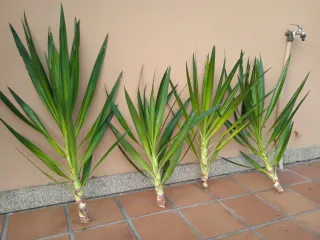 Palmera Yuca