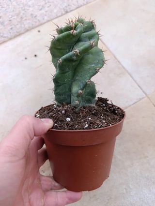 Cereus forbesii Spiralis o CACTUS ESPIRAL