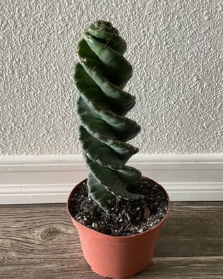 Cereus forbesii Spiralis o CACTUS ESPIRAL