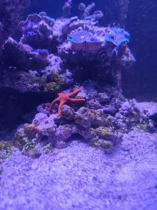 Acuario Marino Completo Negro/Marrón