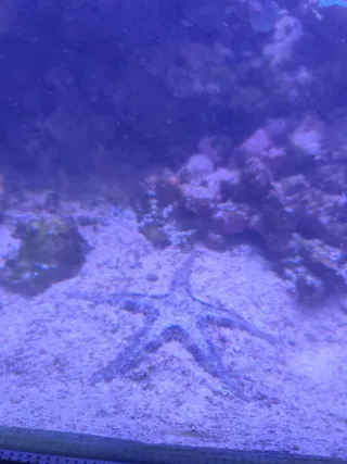 Acuario Marino Completo Negro/Marrón