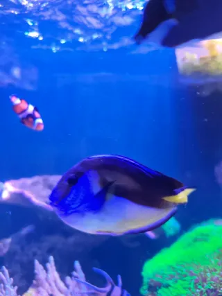 Acuario Marino Completo Negro/Marrón