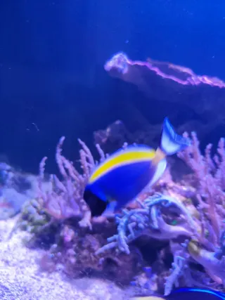 Acuario Marino Completo Negro/Marrón