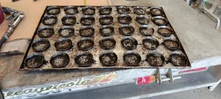 Bandejas 60/40 para llenadora de magdalenas