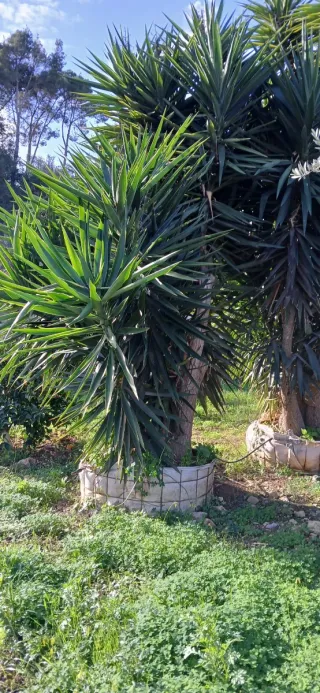 Plantas en perfecto estado, yucas captus.