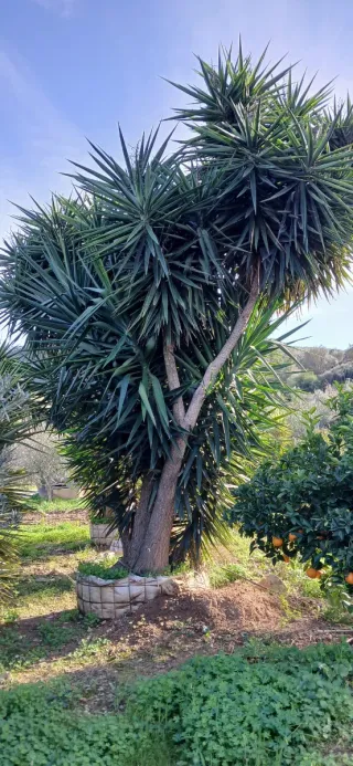 Plantas en perfecto estado, yucas captus.