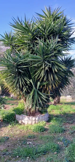 Plantas en perfecto estado, yucas captus.