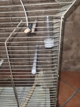 Jaula pájaros grande