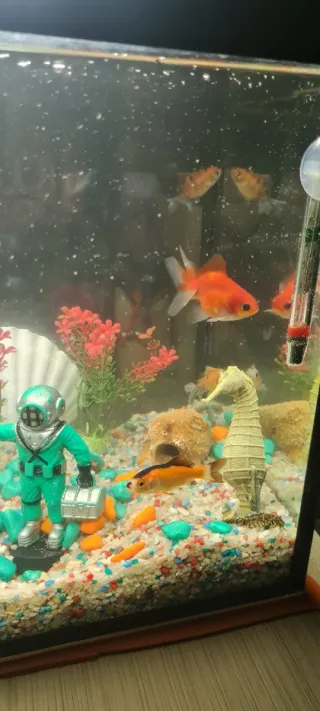 Pecera con accesorios