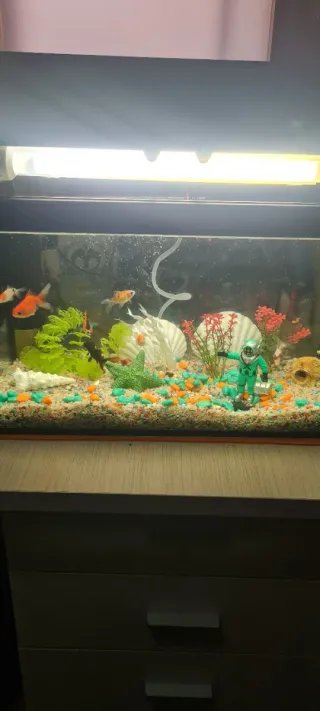 Pecera con accesorios