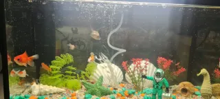 Pecera con accesorios