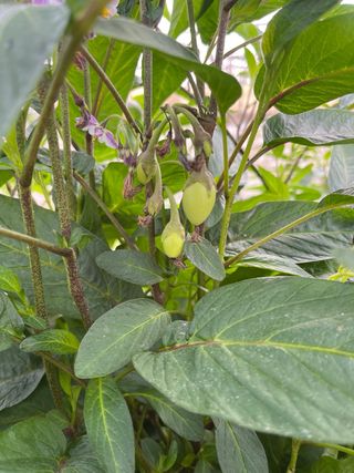 Pianta Melone Pepino